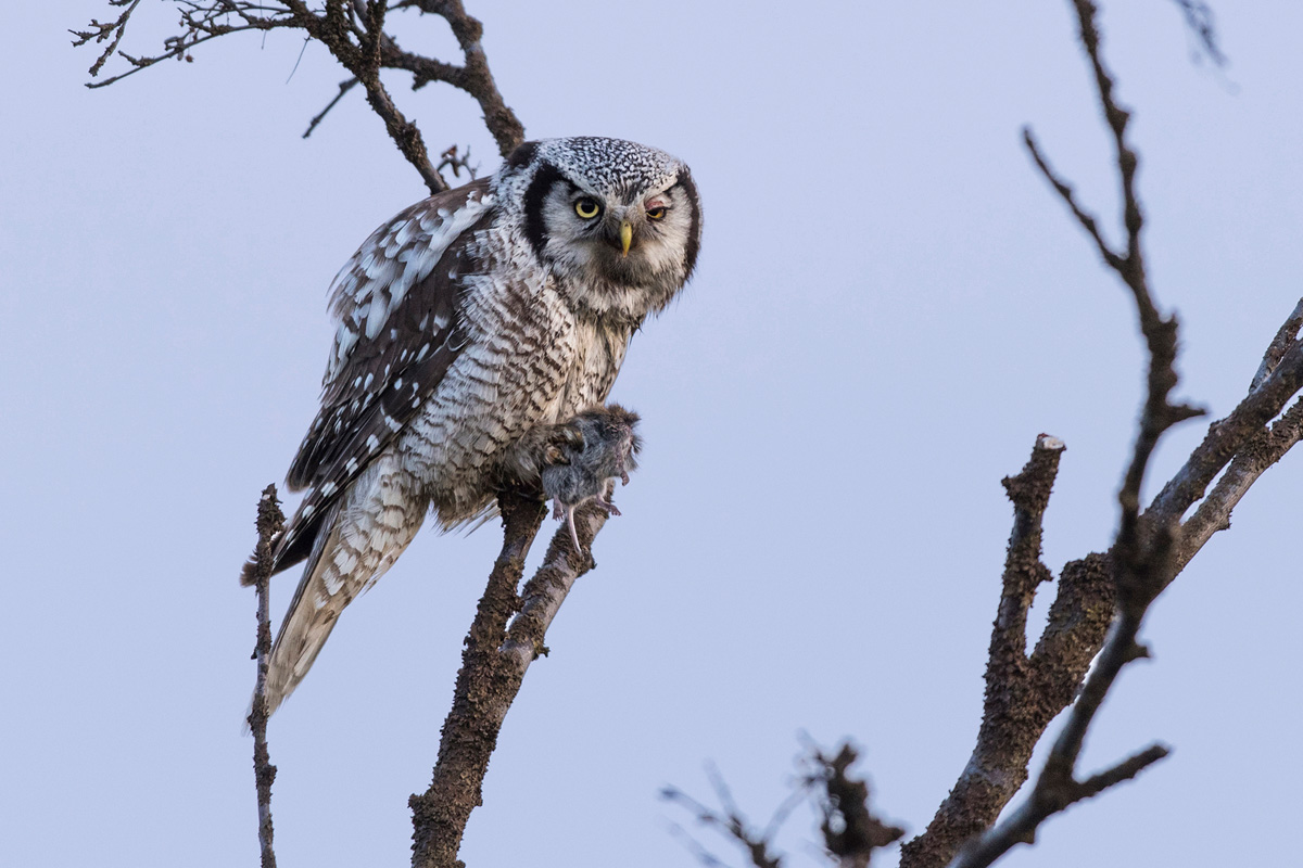 Northern Hawk-Owl