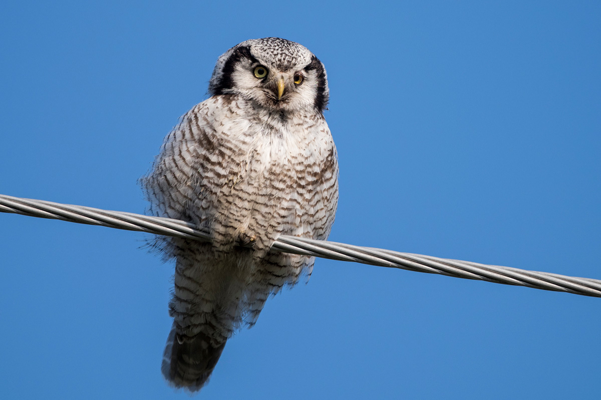 Northern Hawk-Owl