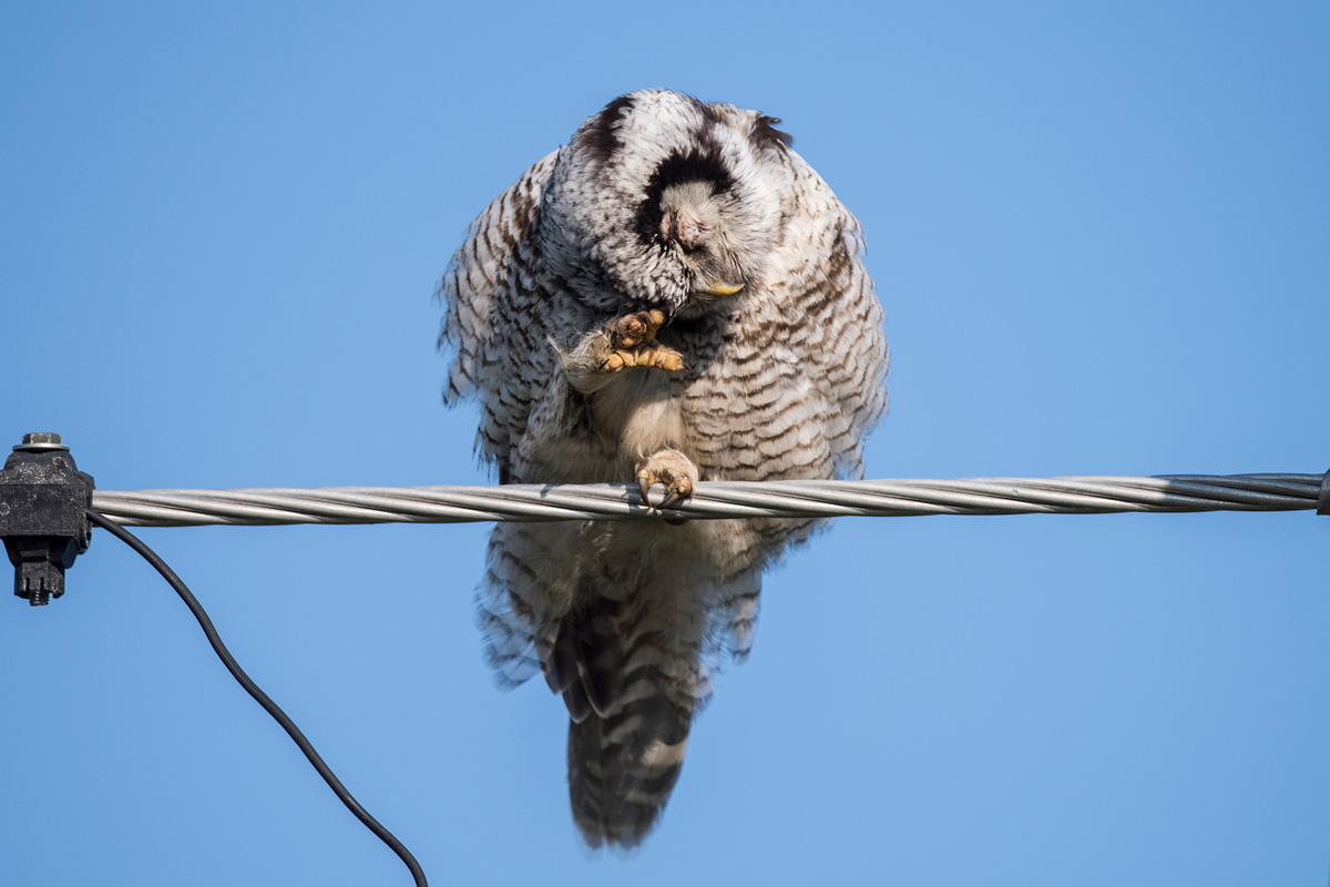 Northern Hawk-Owl