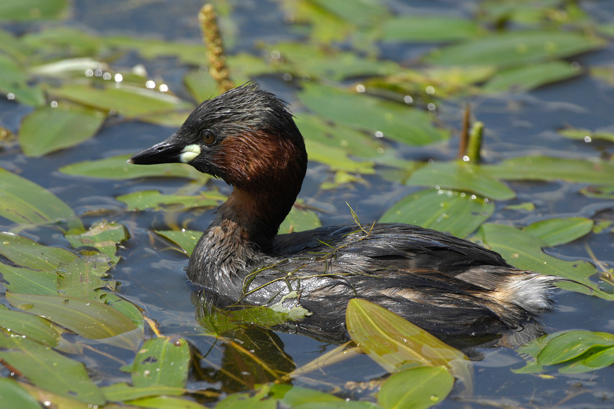 Little Grebe