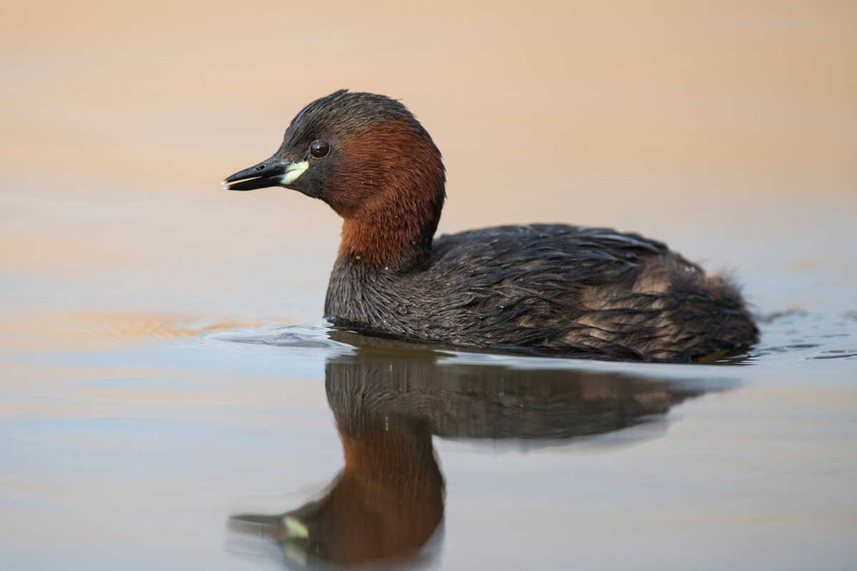 Little Grebe