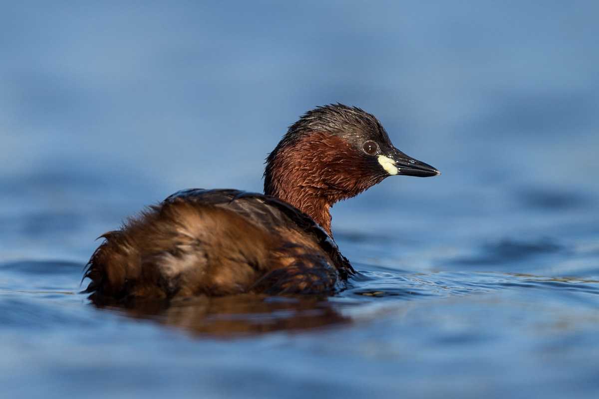 Little Grebe