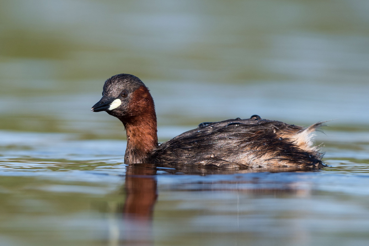 Little Grebe