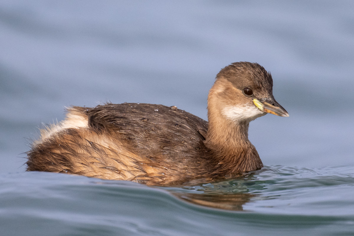 Little Grebe