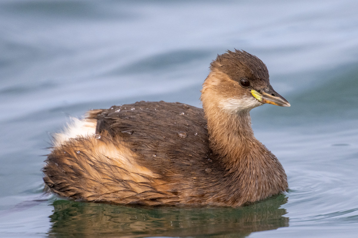 Little Grebe