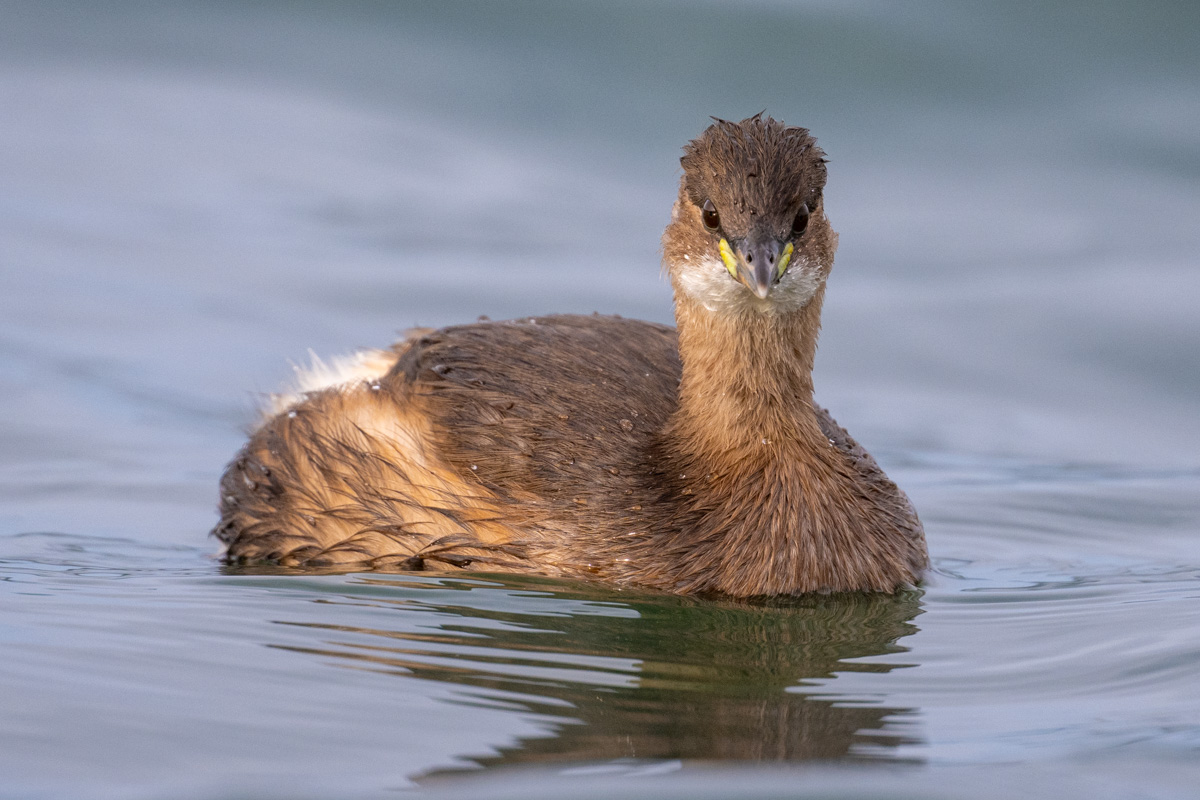 Little Grebe