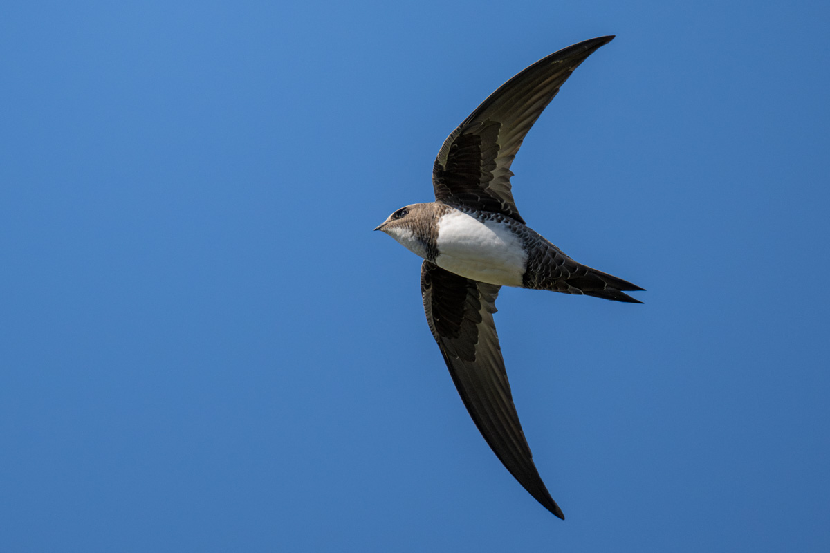 Alpine Swift