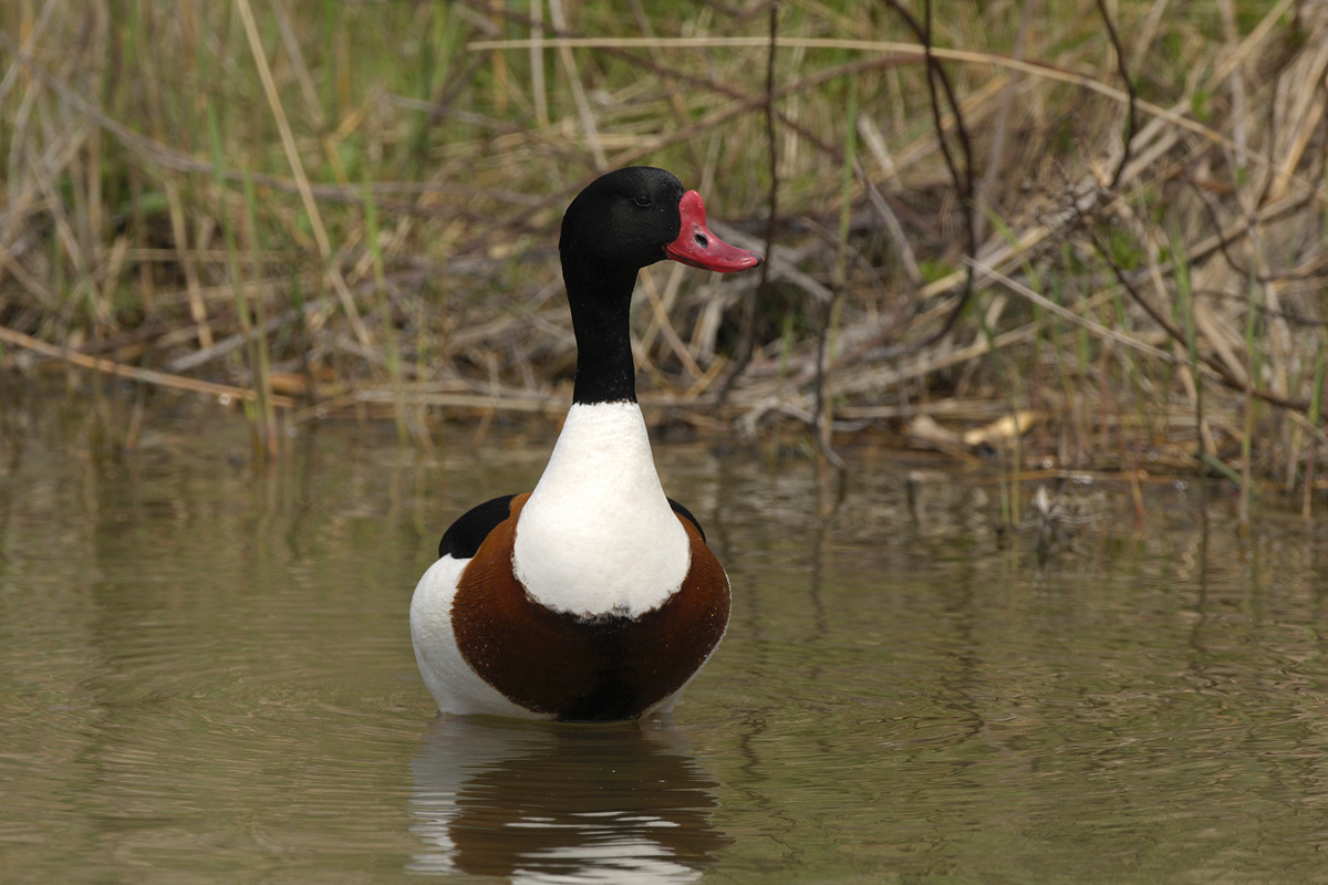 Common Shelduck