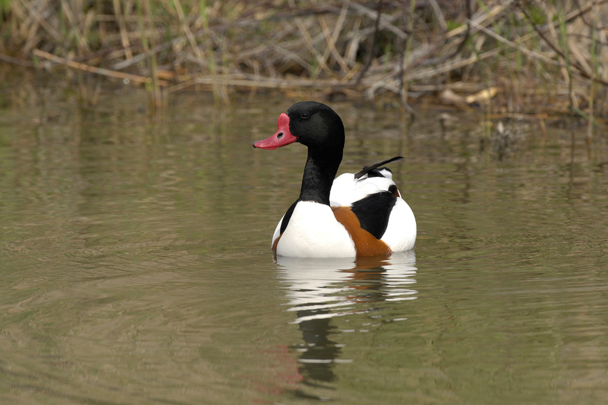 Common Shelduck