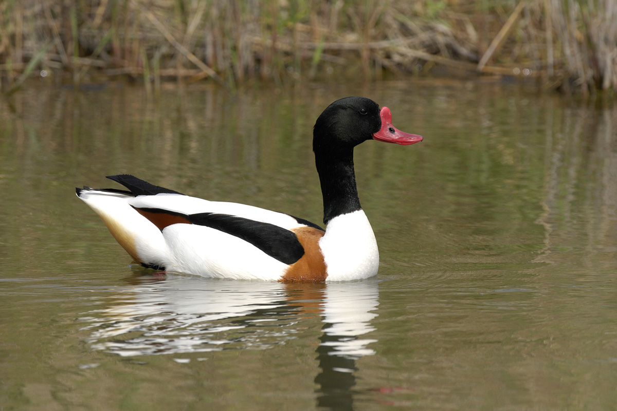 Common Shelduck