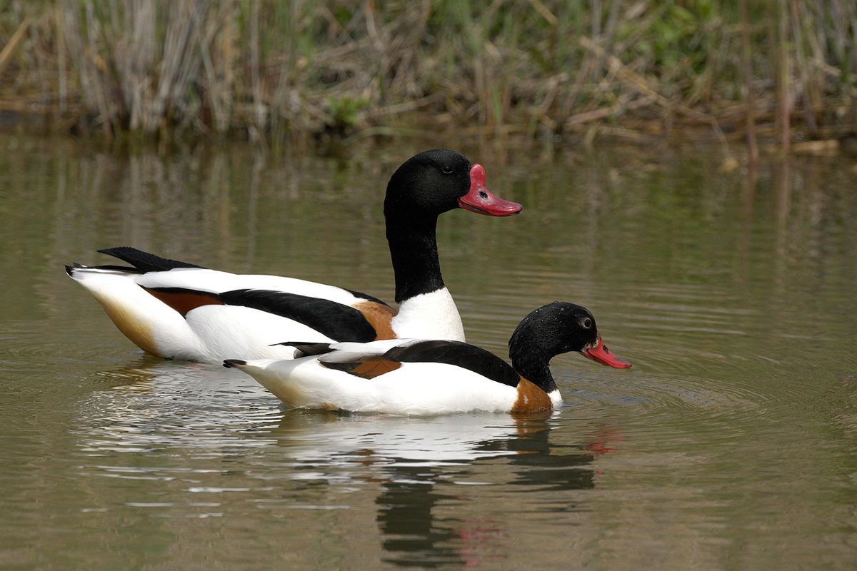 Common Shelduck