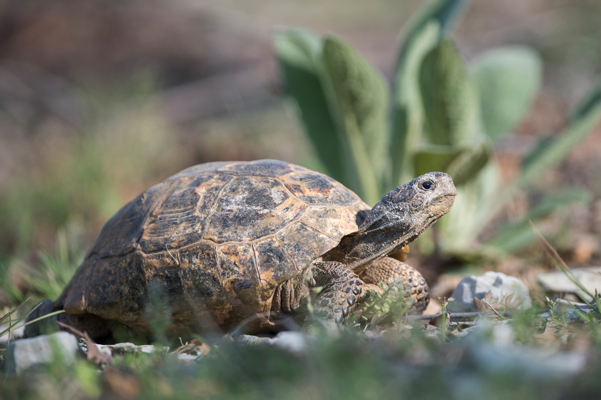 Spur-thighed Tortoise