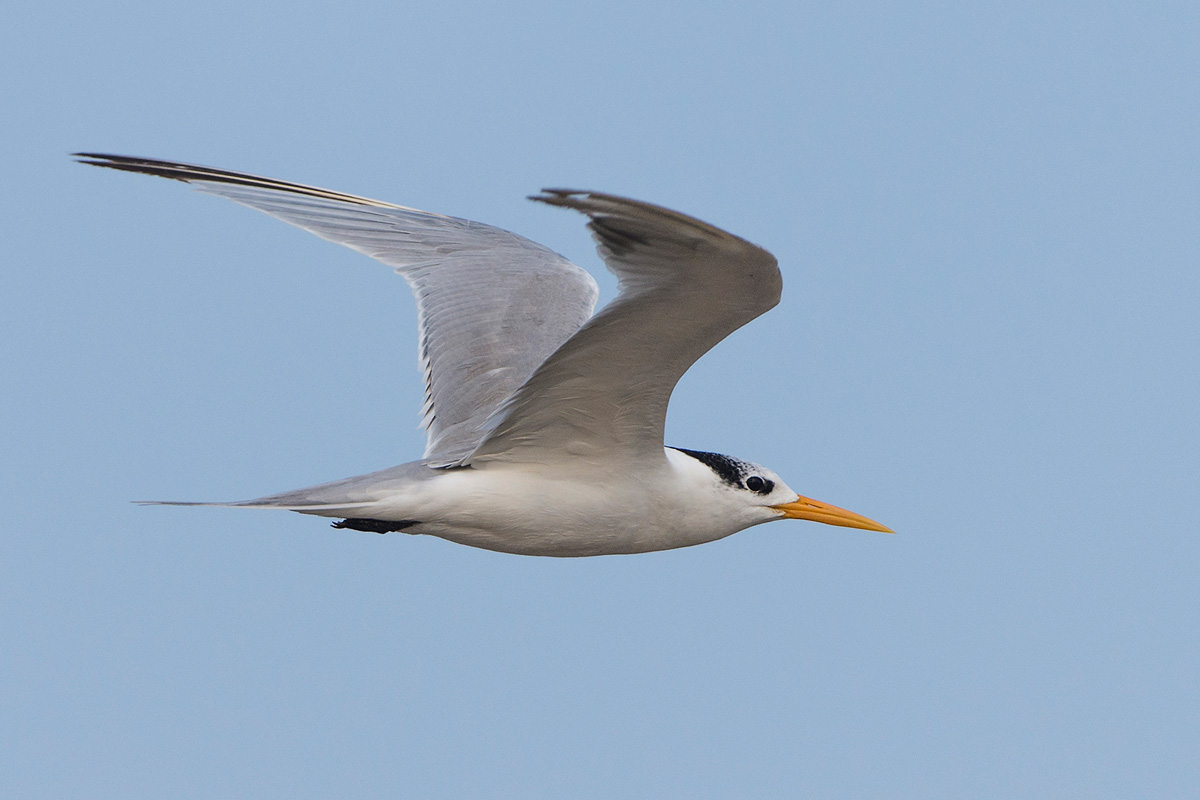 Lesser Crested Tern