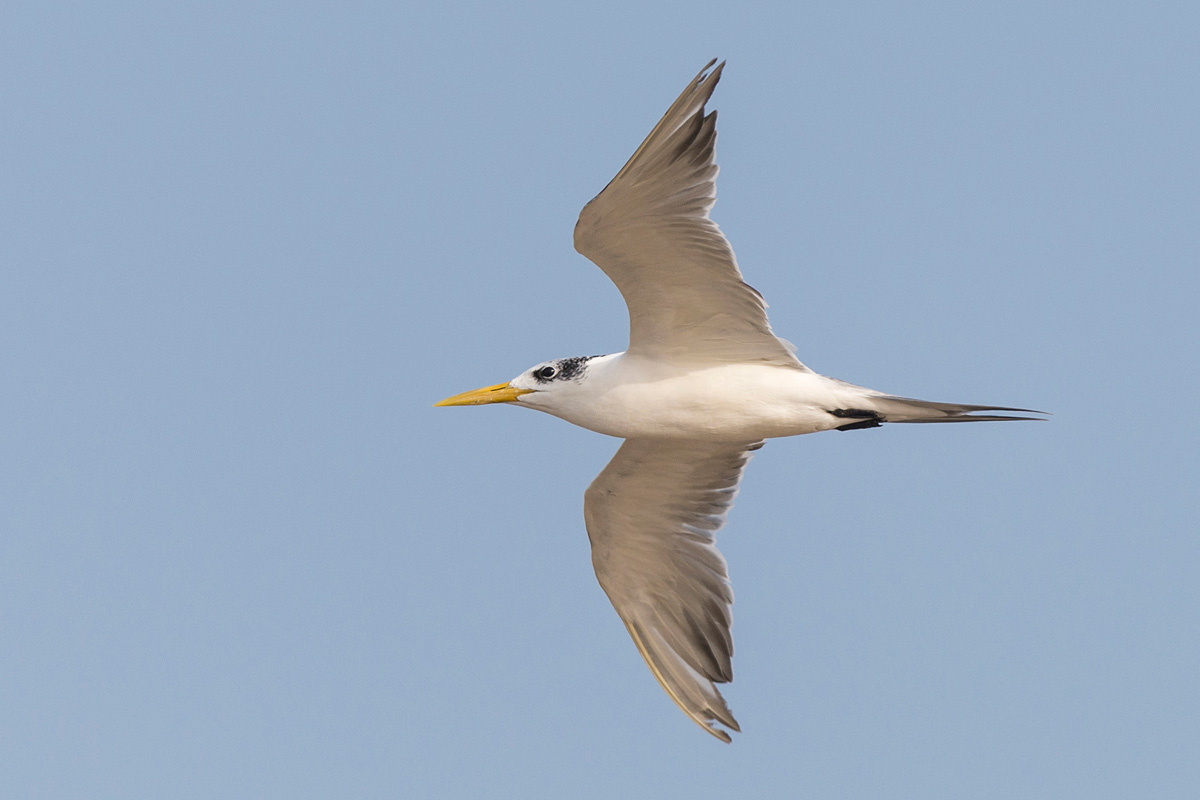 Greater Crested Tern