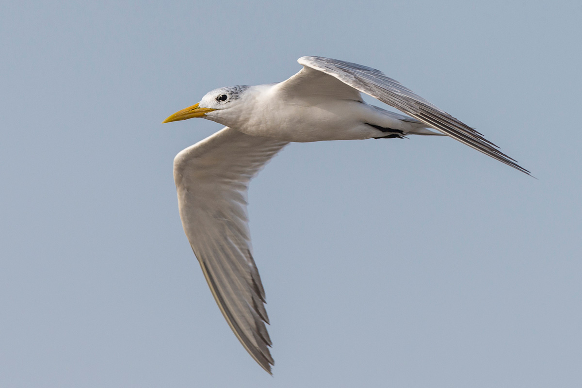 Greater Crested Tern