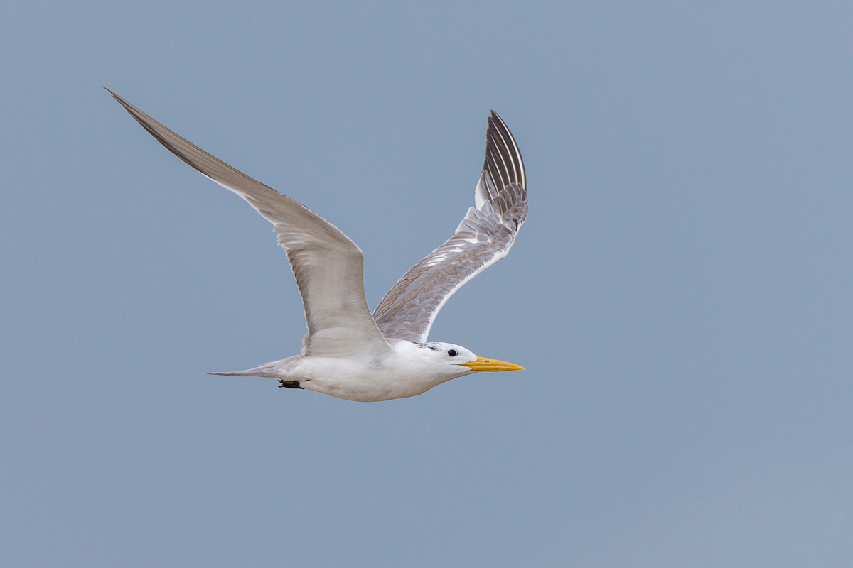 Greater Crested Tern