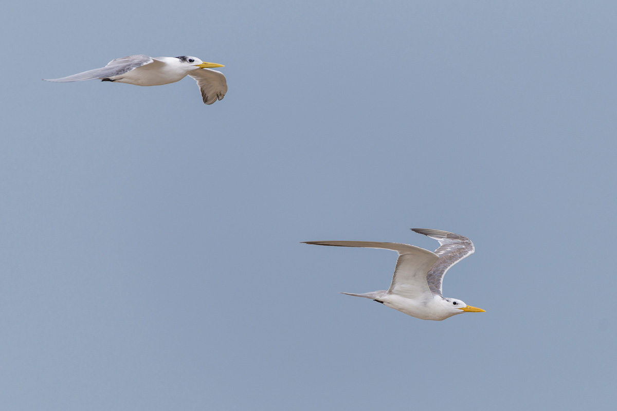 Greater Crested Tern