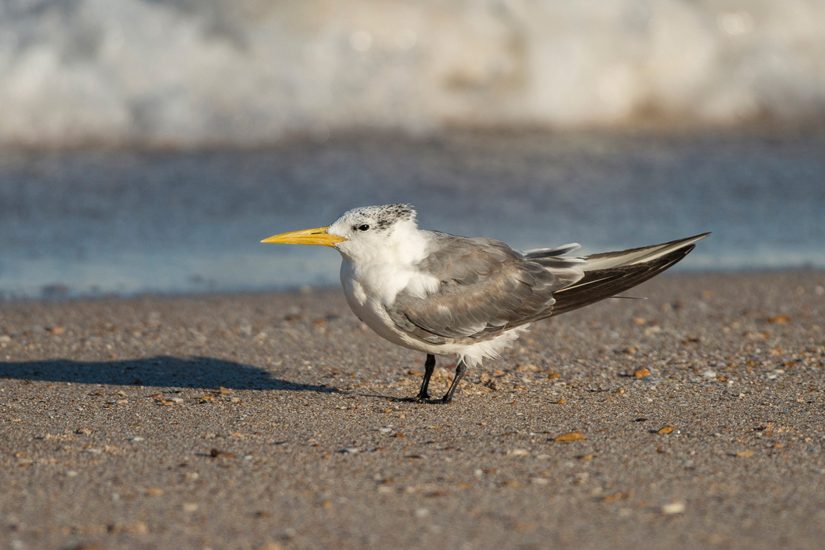 Greater Crested Tern