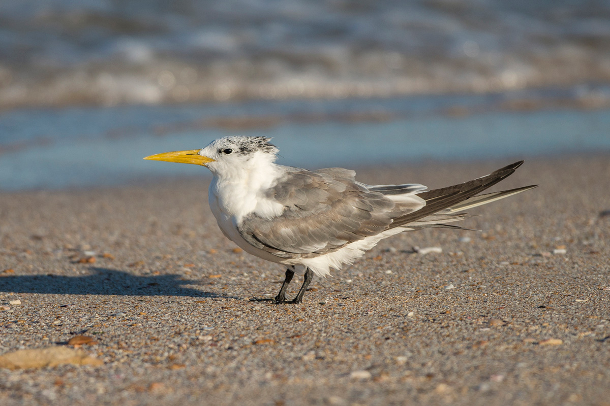 Greater Crested Tern