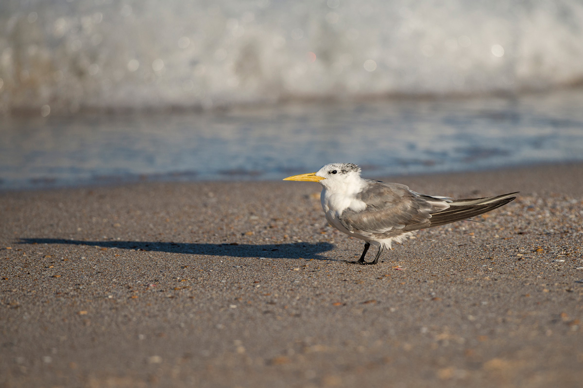 Greater Crested Tern