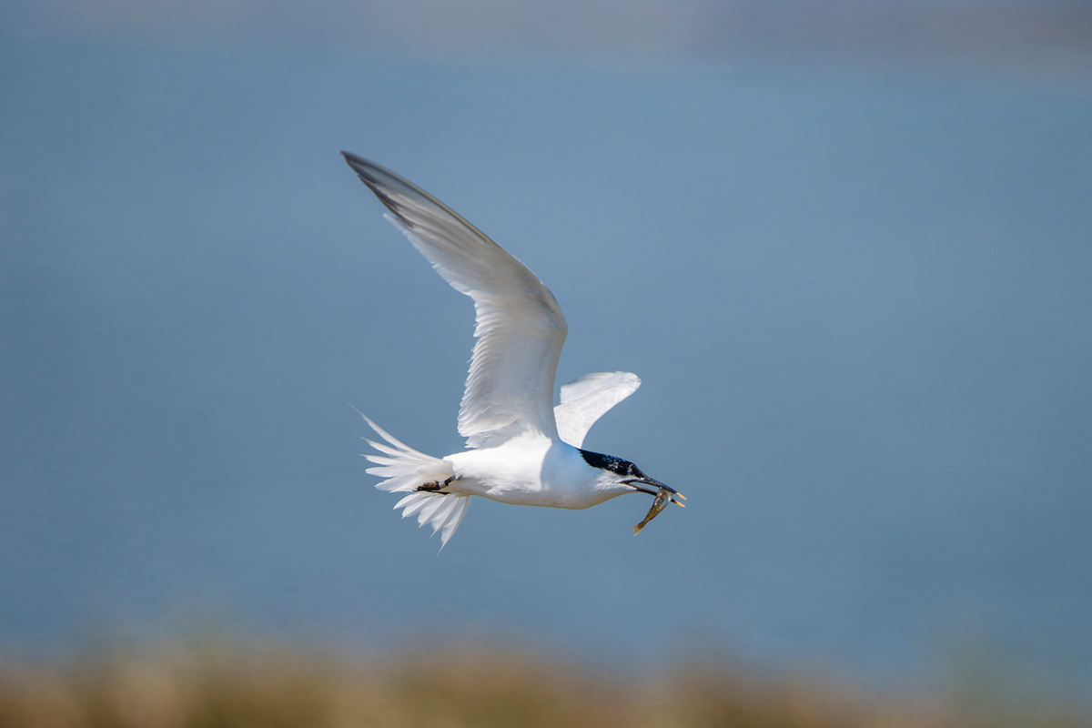 Sandwich Tern