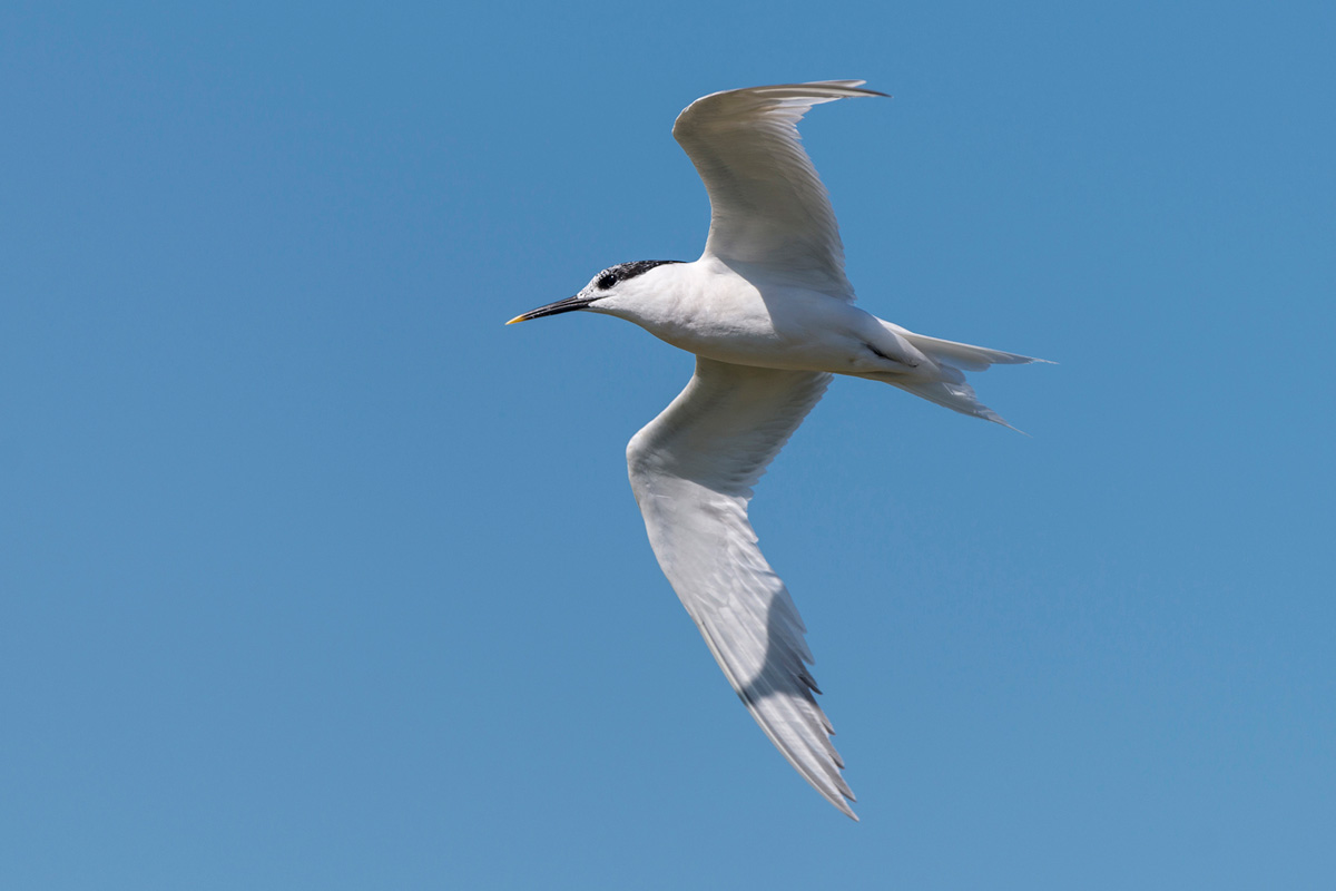 Sandwich Tern