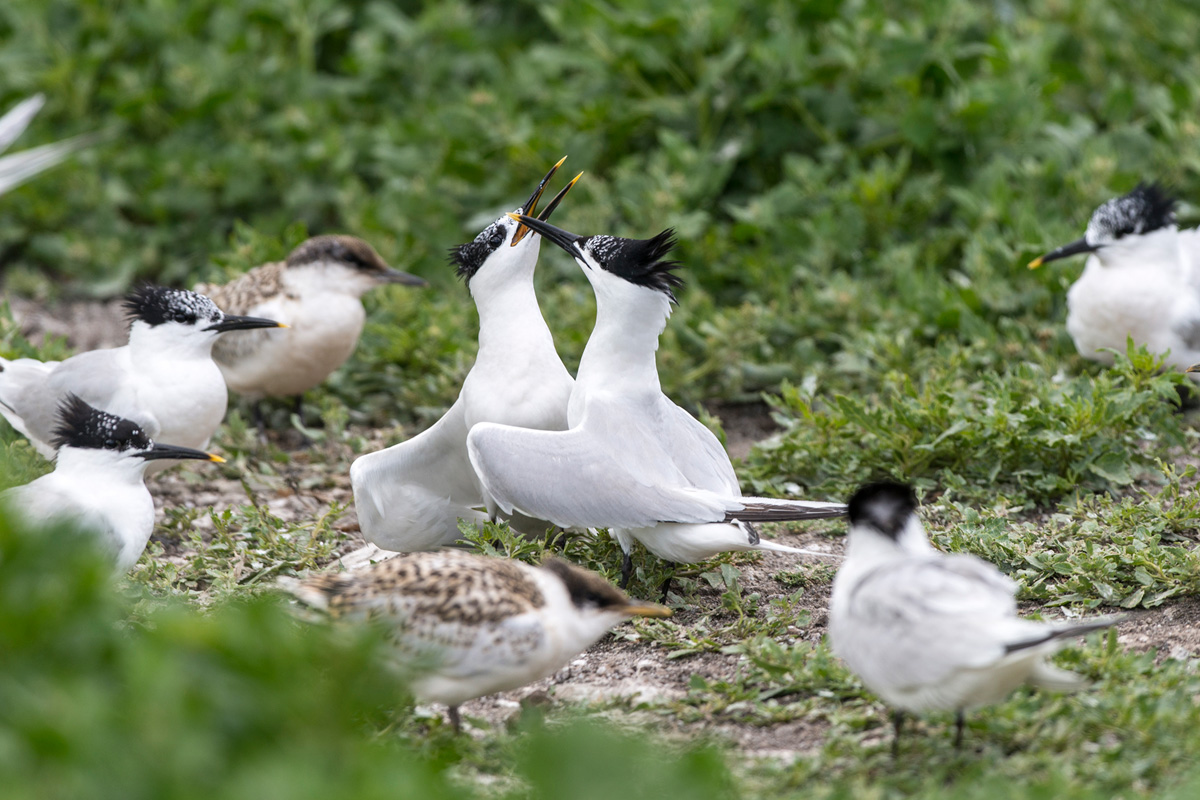 Sandwich Terns