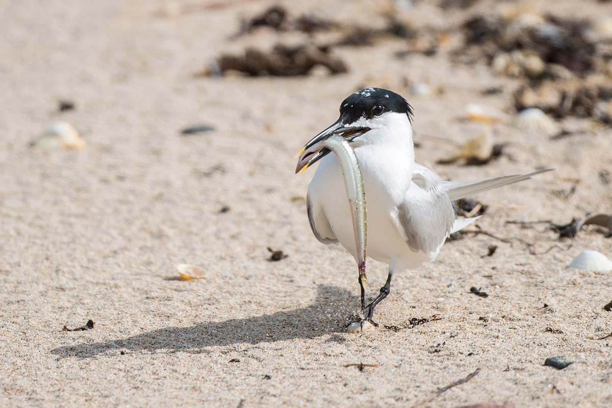 Sandwich Tern