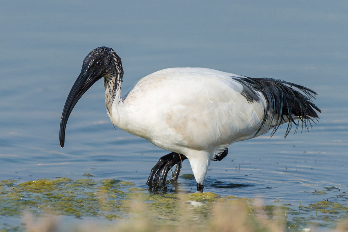 African Sacred Ibis