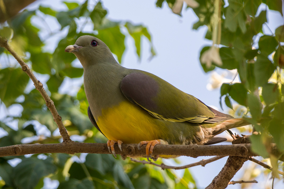 Bruce's Green Pigeon