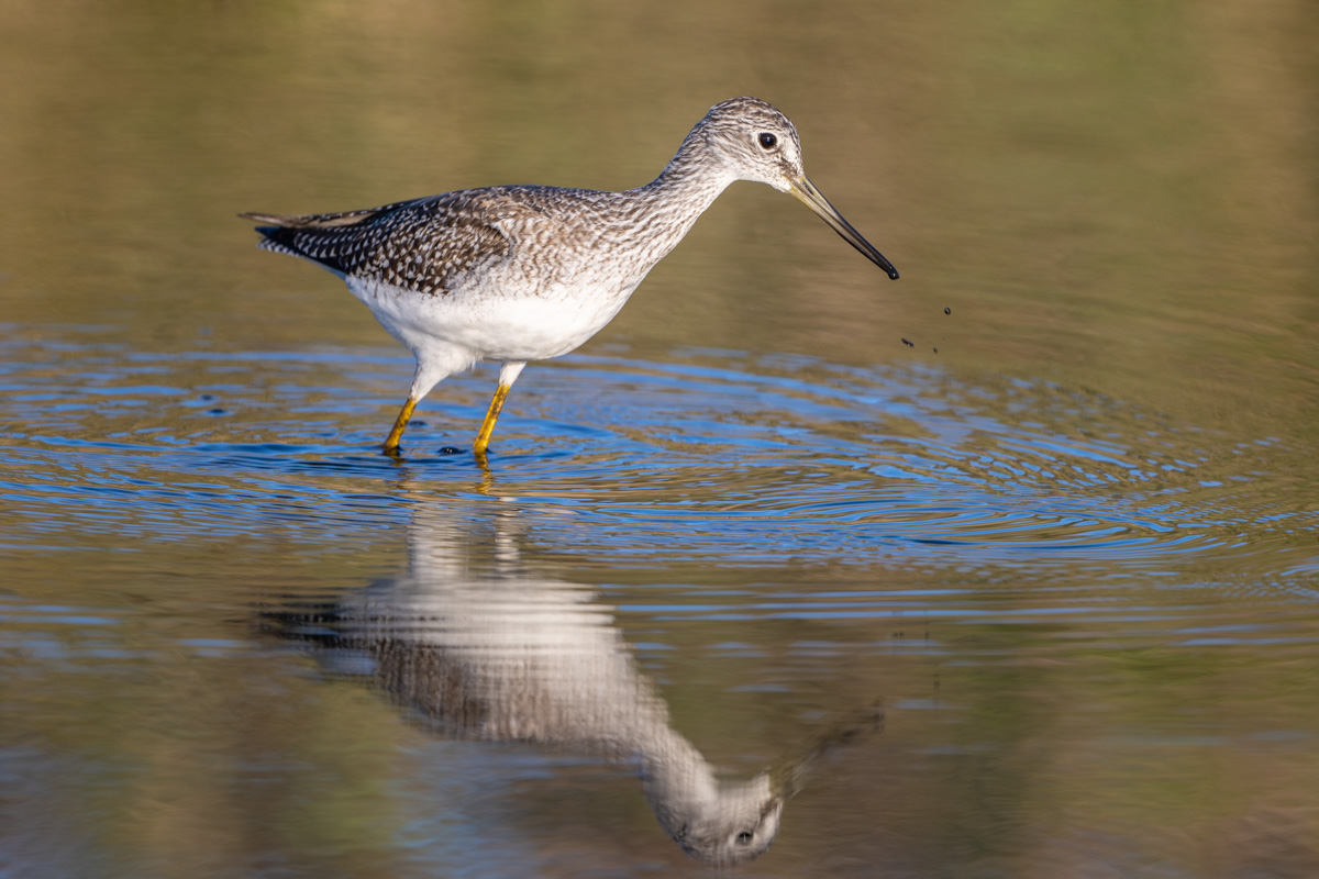 Greater Yellowlegs