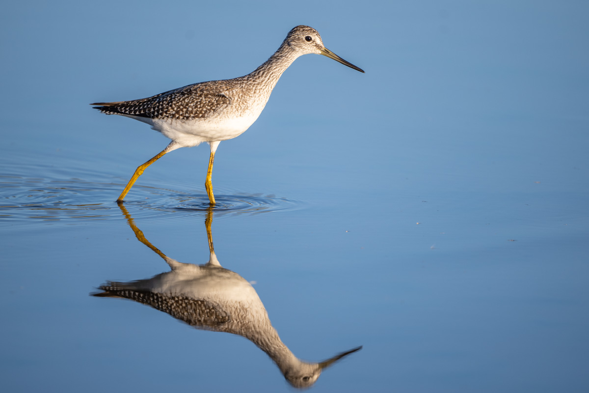 Greater Yellowlegs