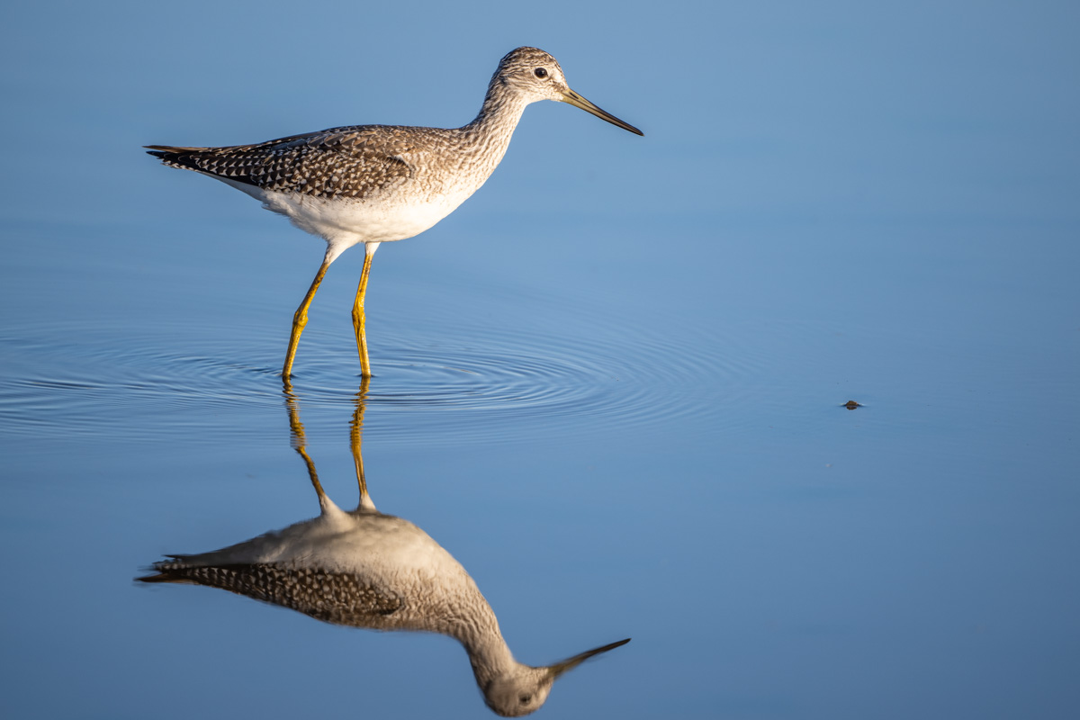 Greater Yellowlegs