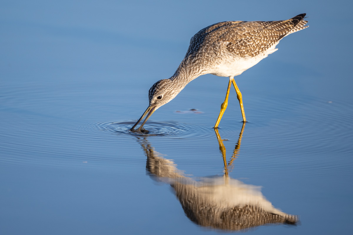 Greater Yellowlegs