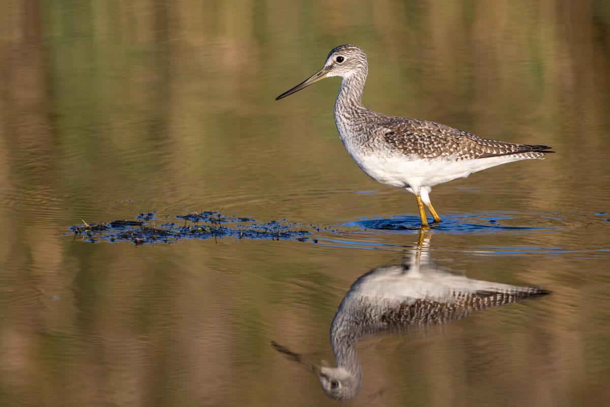 Greater Yellowlegs