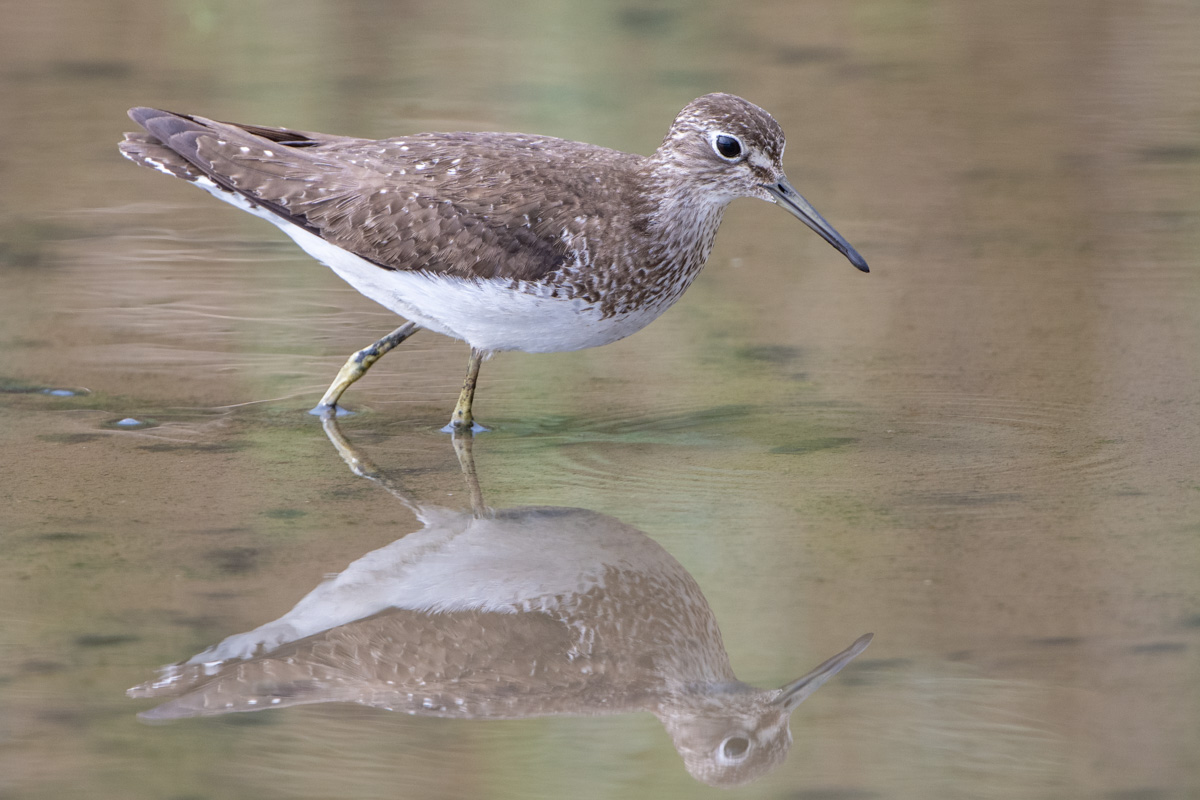 Solitary Sandpiper