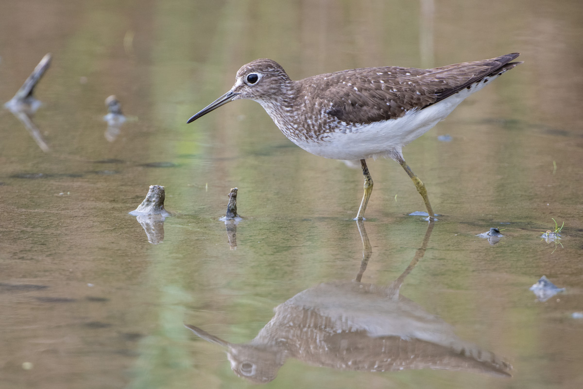 Solitary Sandpiper