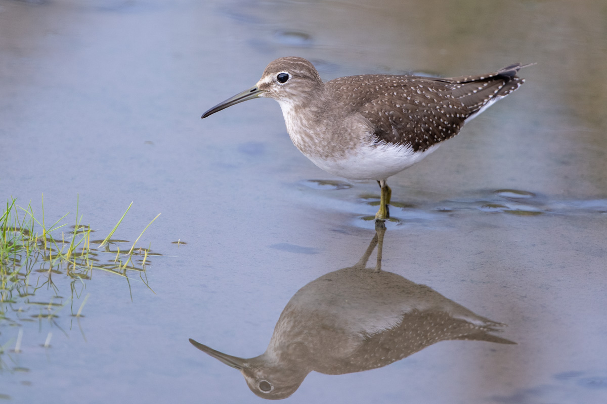 Einsamer Wasserläufer