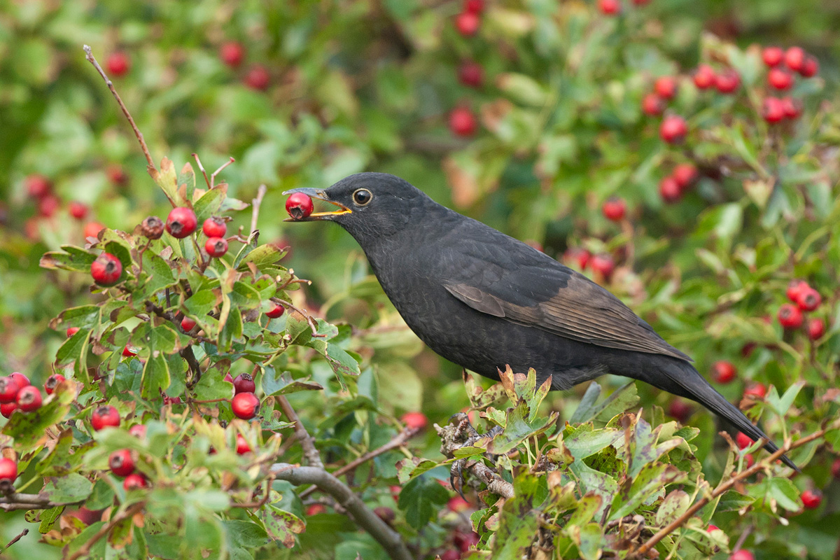 Amsel