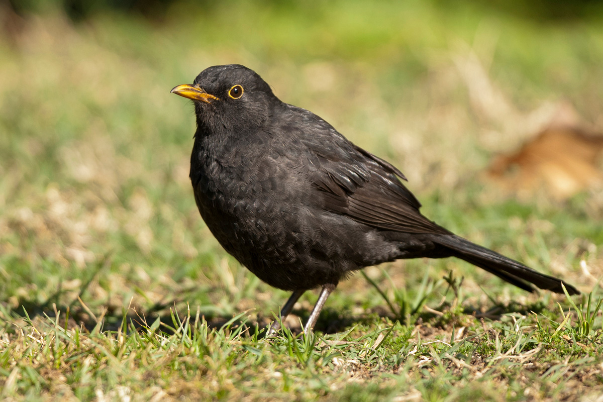 Common Blackbird