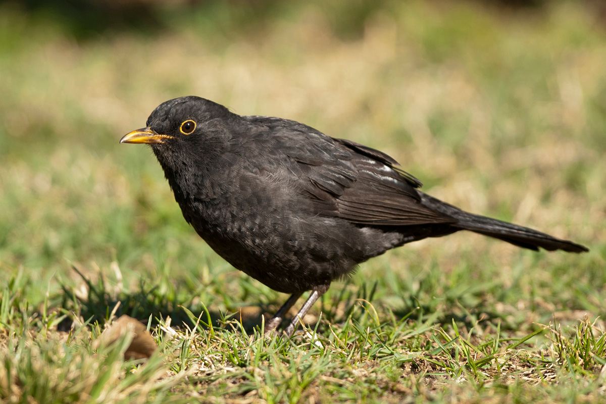 Common Blackbird