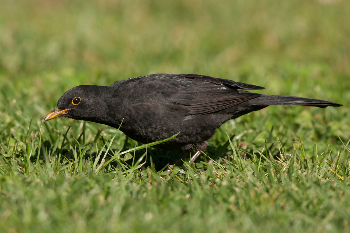 Common Blackbird