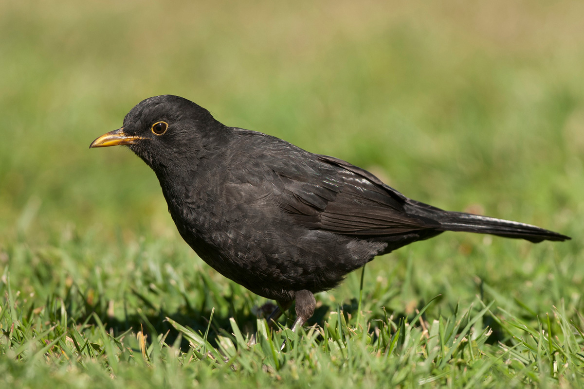 Common Blackbird