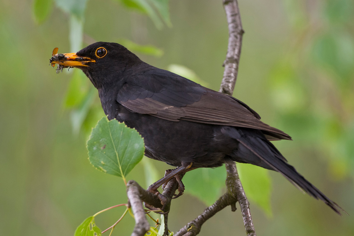 Common Blackbird