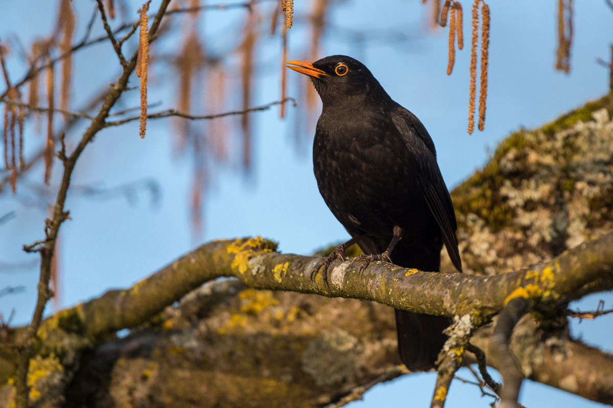 Common Blackbird