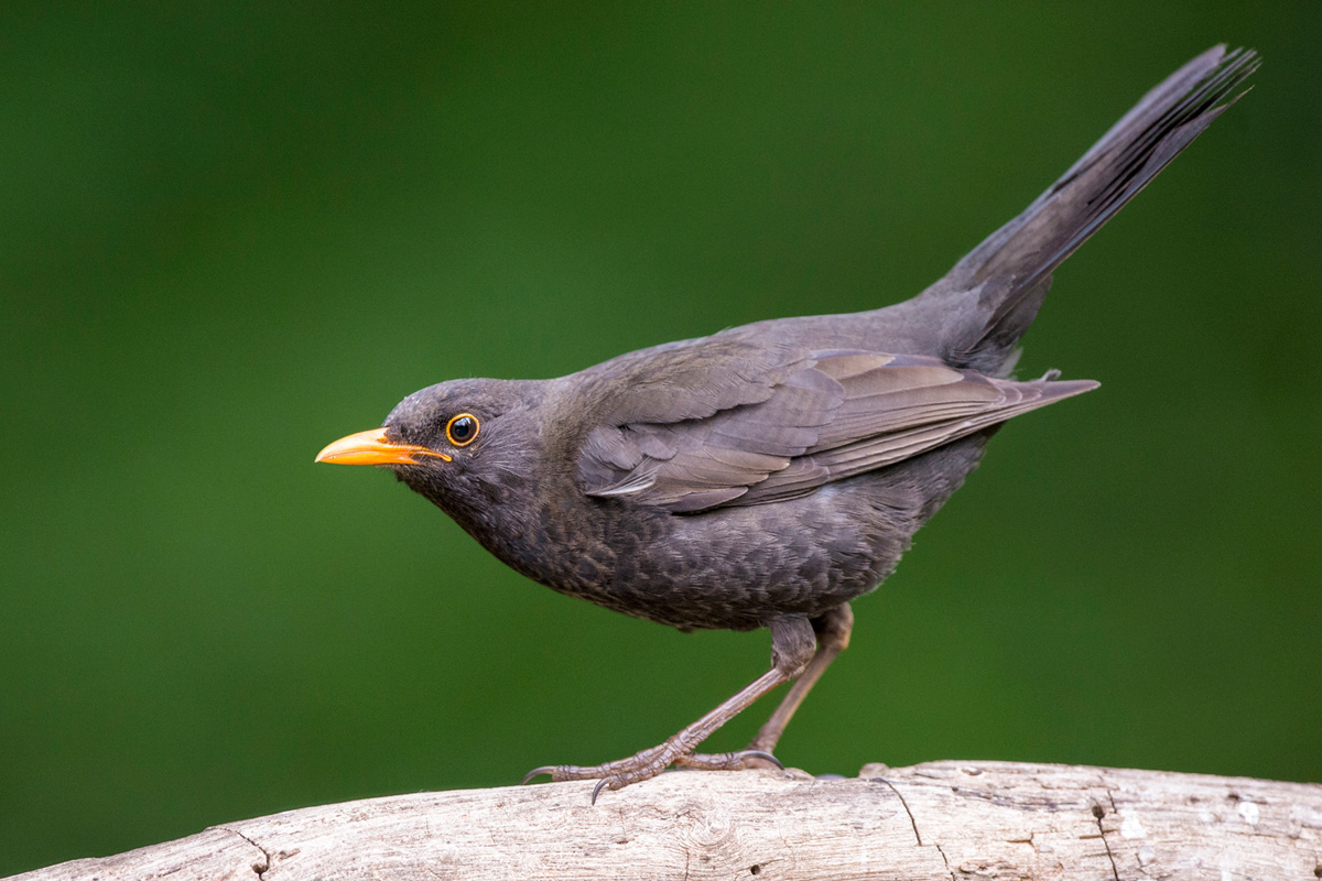 Common Blackbird