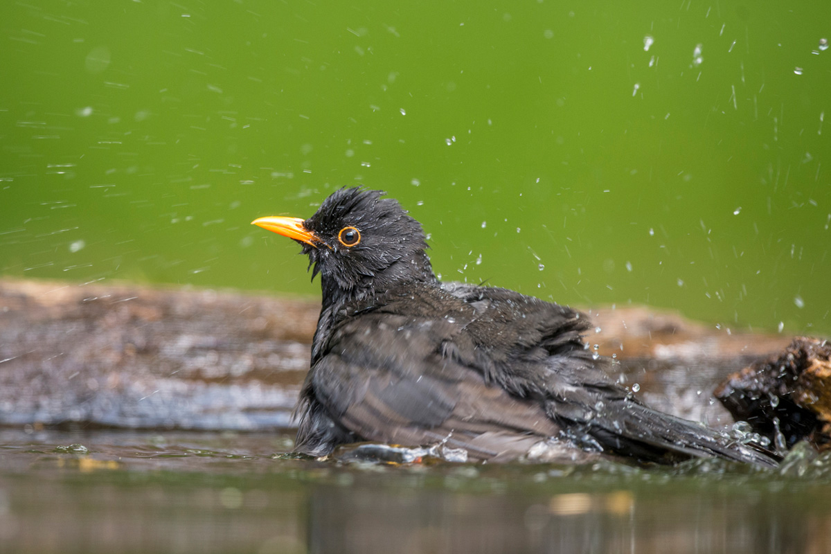 Common Blackbird