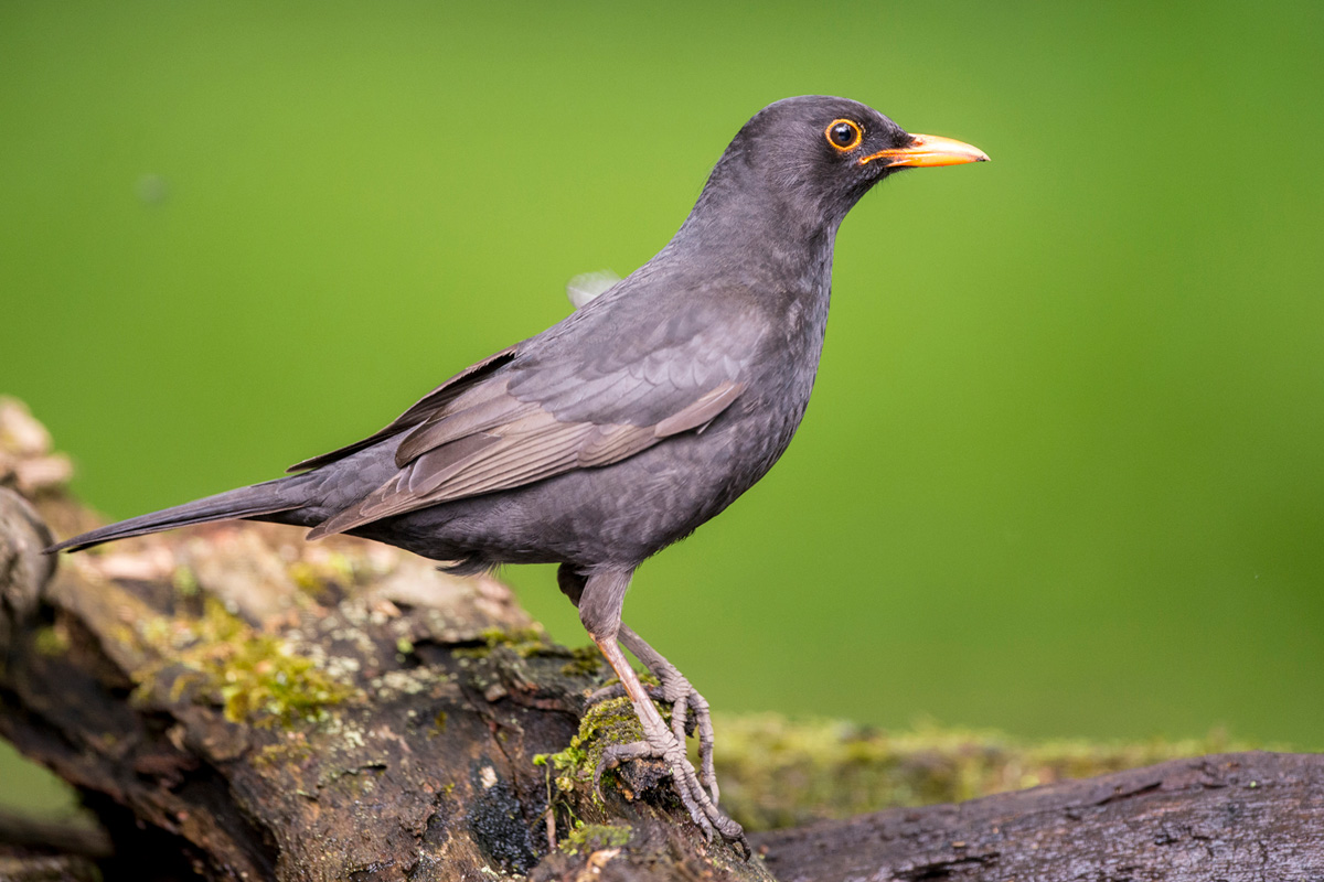 Common Blackbird