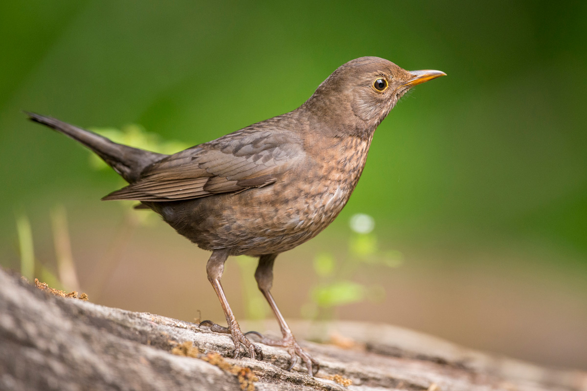 Common Blackbird