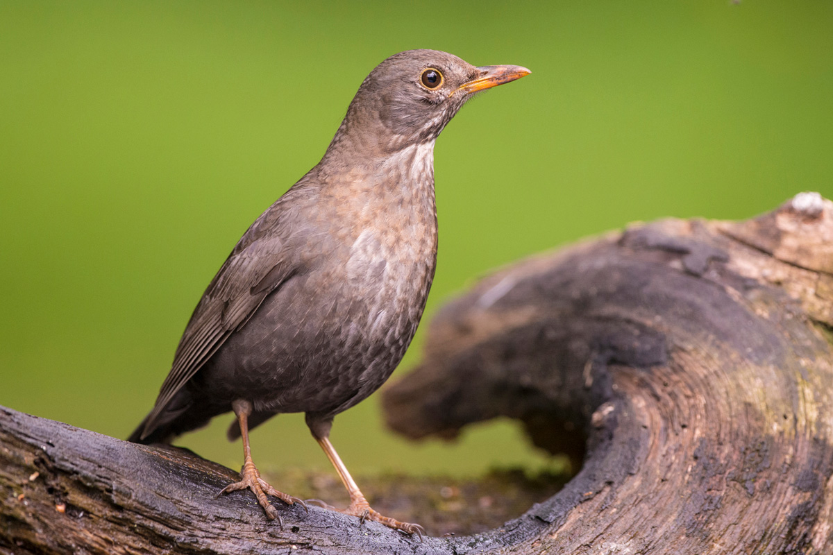 Common Blackbird